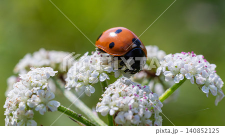 Close encounter with Coccinella septempunctata feeding on white flowers in a sunny meadow during springtime 140852125