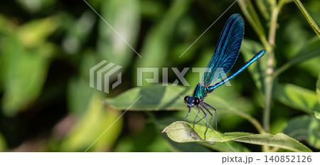 Beautiful Demoiselle perched gracefully on a leaf in lush green surroundings during a sunny afternoon in a natural habitat Beautiful Demoiselle perched gracefully on a leaf in lush green surroundings during a sunny afternoon in a natural habitat 140852126