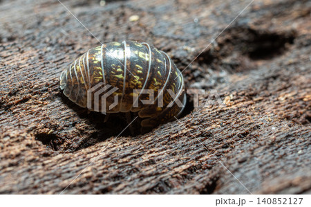 Common pill bug Armadillidium vulgare exploring damp wood in a natural habitat during daytime in a garden setting 140852127
