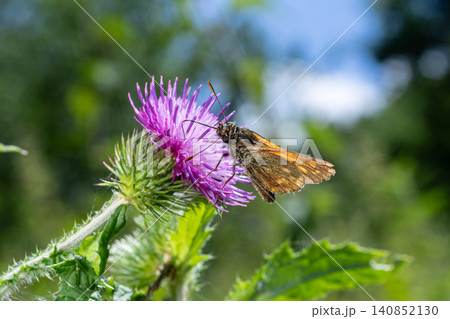 Large Skipper butterfly Ochlodes sylvanus perched on a purple thistle flower in a sunny meadow during summer Large Skipper butterfly Ochlodes sylvanus perched on a purple thistle flower in a sunny meadow during summer 140852130