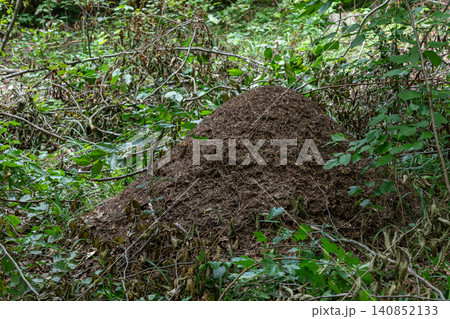 Ant hill in a forested area surrounded by greenery showcases nature's intricate ecosystem and the hardworking ants at their colony Ant hill in a forested area surrounded by greenery showcases nature's intricate ecosystem and the hardworking ants at their colony 140852133