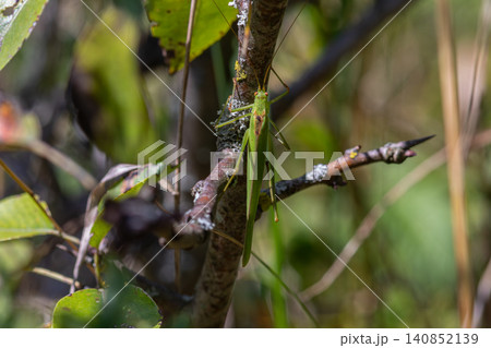 Great Green Bush-cricket observed on a branch in a lush habitat during sunny afternoon Great Green Bush-cricket observed on a branch in a lush habitat during sunny afternoon 140852139