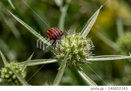 Striped Shield Bug rests on plant buds in a natural setting under bright daylight 140852143
