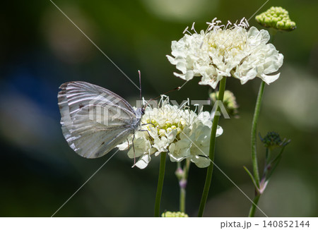 Small White butterfly delicately sipping nectar from white flowers in a sunny garden during springtime Small White butterfly delicately sipping nectar from white flowers in a sunny garden during springtime 140852144
