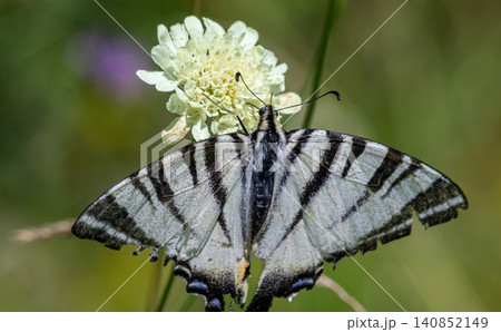 Scarce Swallowtail butterfly resting on a blooming flower in a vibrant meadow during a sunny day in late spring Scarce Swallowtail butterfly resting on a blooming flower in a vibrant meadow during a sunny day in late spring 140852149