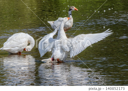 Domestic geese swimming and preening in a serene pond surrounded by greenery on a sunny day Domestic geese swimming and preening in a serene pond surrounded by greenery on a sunny day 140852173