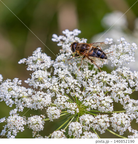 Drone fly Eristalis tenax resting on white flowers in a sunny meadow during early summer Drone fly Eristalis tenax resting on white flowers in a sunny meadow during early summer 140852190