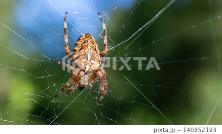 European garden spider weaving its intricate web under bright sunlight in a lush garden 140852193