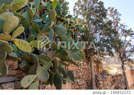 Prickly Pear Cactus Growing on Ancient Wall of Spinalonga Fortress Prickly Pear Cactus Growing on Ancient Wall of Spinalonga Fortress 140852272