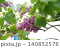 さっぽろライラックまつりが開催された大通公園に咲く美しいライラックの花 140852576
