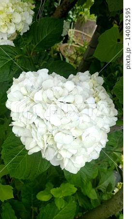 ハート型に見えるかわいい白いアジサイ(紫陽花)の花( ハート型に見えるかわいい白いアジサイ(紫陽花)の花( 140852595