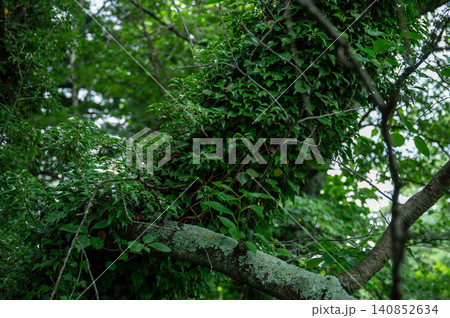 森の中で育つツタ植物と癒しの自然風景 森の中で育つツタ植物と癒しの自然風景 140852634