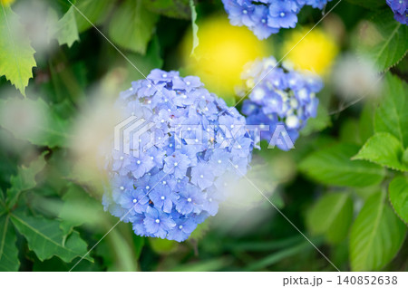 前ボケに包まれた青い紫陽花の初夏イメージ 前ボケに包まれた青い紫陽花の初夏イメージ 140852638