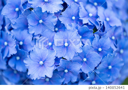 青い紫陽花の花びらが広がる初夏の花背景 青い紫陽花の花びらが広がる初夏の花背景 140852641