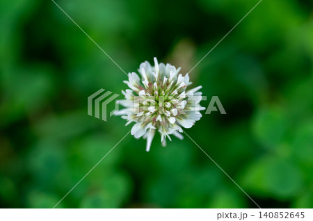 緑の背景に咲く白いクローバーの花のクローズアップ 緑の背景に咲く白いクローバーの花のクローズアップ 140852645