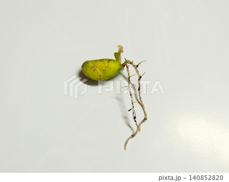 ビワの種 発芽 ビワの種 発芽 140852820