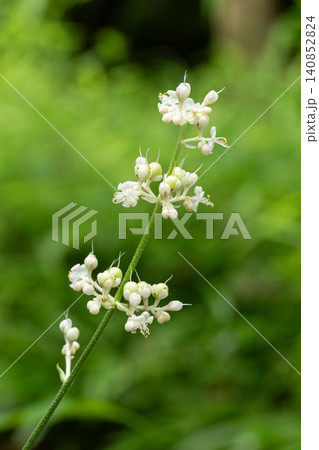斜めに伸びるヤブミョウガの花 斜めに伸びるヤブミョウガの花 140852824