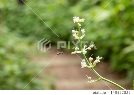 ヤブミョウガの花に近づくハチ ヤブミョウガの花に近づくハチ 140852825