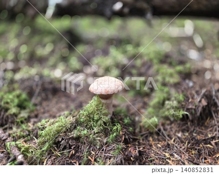 苔の上に立つキノボリイグチ（富士山） 140852831