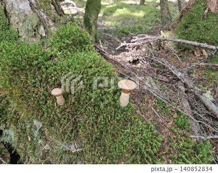 苔むした倒木に並ぶキノボリイグチ 苔むした倒木に並ぶキノボリイグチ 140852834