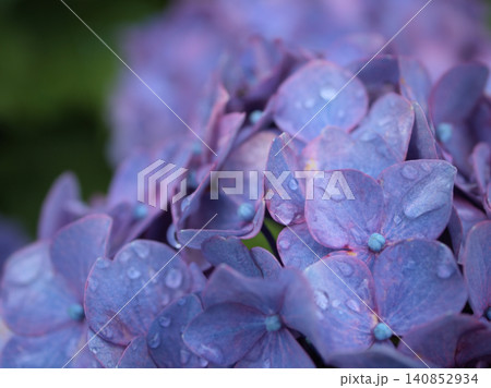 雨上がりの6月に美しく咲いた紫色の紫陽花（アジサイ） 140852934