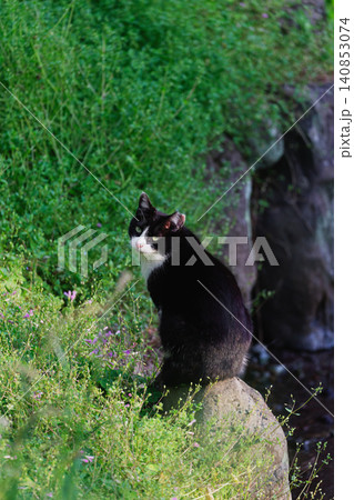 珍しく警戒心が強いハチワレ柄の野良猫 珍しく警戒心が強いハチワレ柄の野良猫 140853074