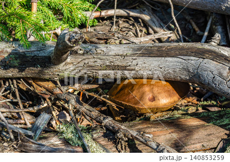 Boletus mushroom growing under a fallen log among dead branches and forest debris in a conifer woodland 140853259
