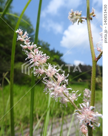 夏に咲くユキノシタ科の多年草「チダケサシ（乳茸刺）」 140853430