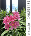 Beautiful Pink Oleander Flowers Blooming in the Garden 140853431