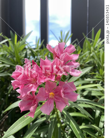 Beautiful Pink Oleander Flowers Blooming in the Garden 140853431
