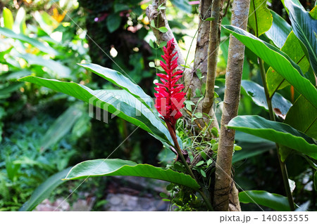 Fresh blooming red ginger plant flower in tropical garden Fresh blooming red ginger plant flower in tropical garden 140853555