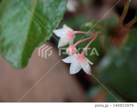初夏の6月に咲いた小さくて可憐なヤブコウジの花 140853979