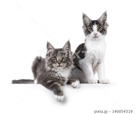 Kittens on white background Kittens on white background 140854319