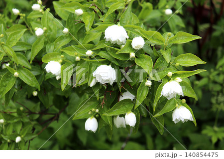 Snow-white mock orange flowers with buds covered in drops after rain Snow-white mock orange flowers with buds covered in drops after rain 140854475