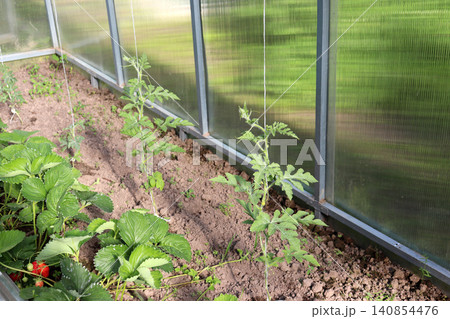 Young watermelon plants in a bed with strawberry bushes in a greenhouse Young watermelon plants in a bed with strawberry bushes in a greenhouse 140854476