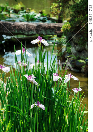 花菖蒲のある庭園 梅宮大社 花菖蒲のある庭園 梅宮大社 140854712