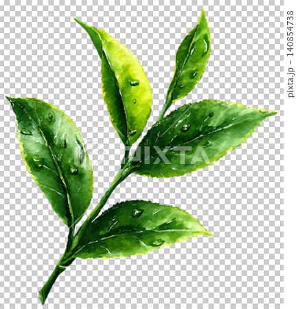 green tea green tea 140854738