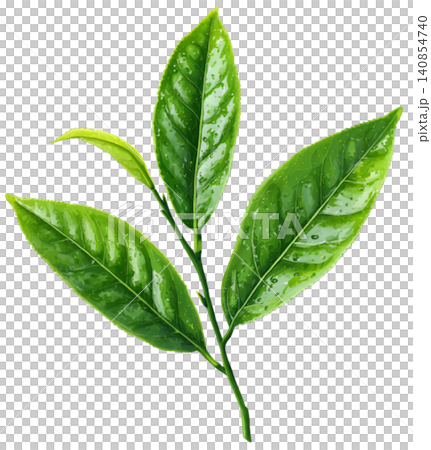 green tea green tea 140854740