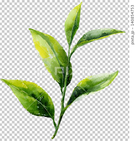 green tea green tea 140854753
