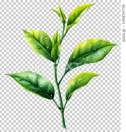 green tea green tea 140854756