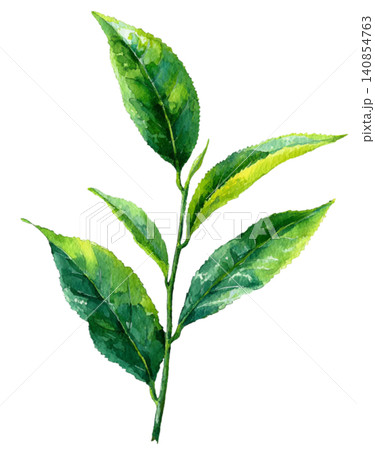 green tea green tea 140854763