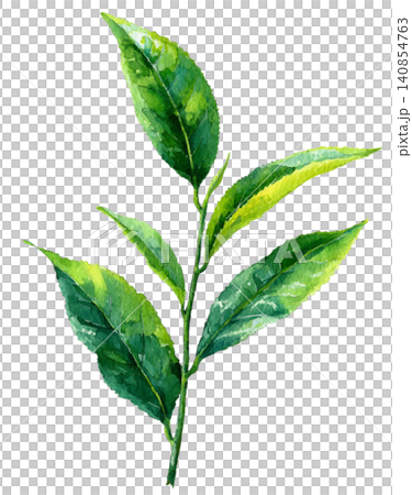 green tea green tea 140854763