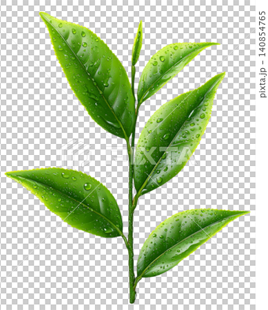 green tea green tea 140854765