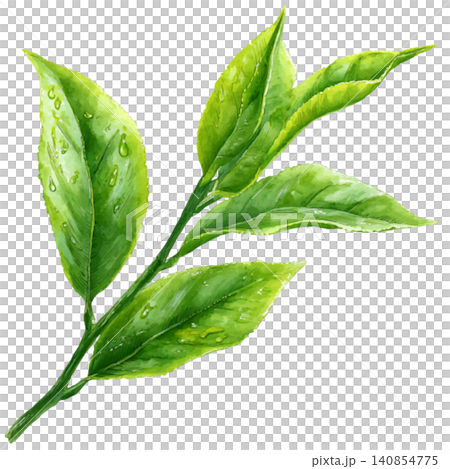 green tea green tea 140854775
