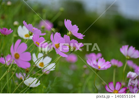 風に揺れるコスモスの花 風に揺れるコスモスの花 140855104