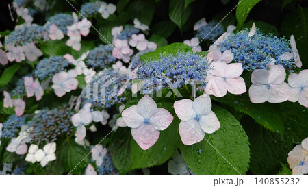 初夏の庭に繊細に開花した青と白のガクアジサイ 初夏の庭に繊細に開花した青と白のガクアジサイ 140855232