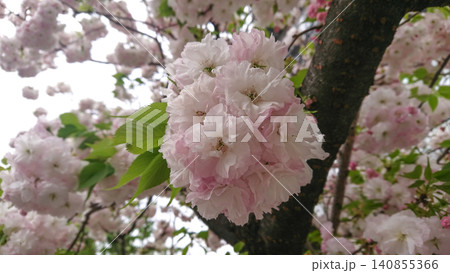 春の陽気の中に優雅に咲くピンク色の八重桜の花 春の陽気の中に優雅に咲くピンク色の八重桜の花 140855366
