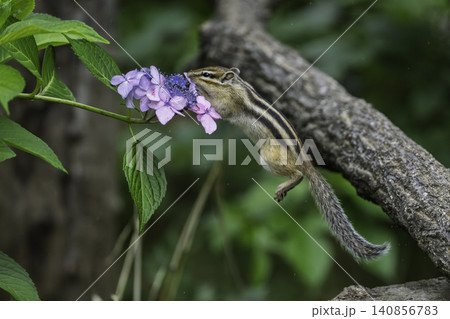 紫陽花とリス 紫陽花とリス 140856783