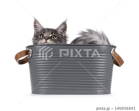 Expresssive kitten on white background 140856841