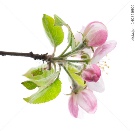 Spring apple blossom isolated on white background. Branch of flowering apple tree with pink and white flowers and green leaves. Clipping path. 140856900